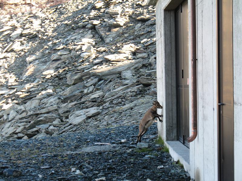 20080829_monterosa_michi 055.jpg - Junge Steinböcke